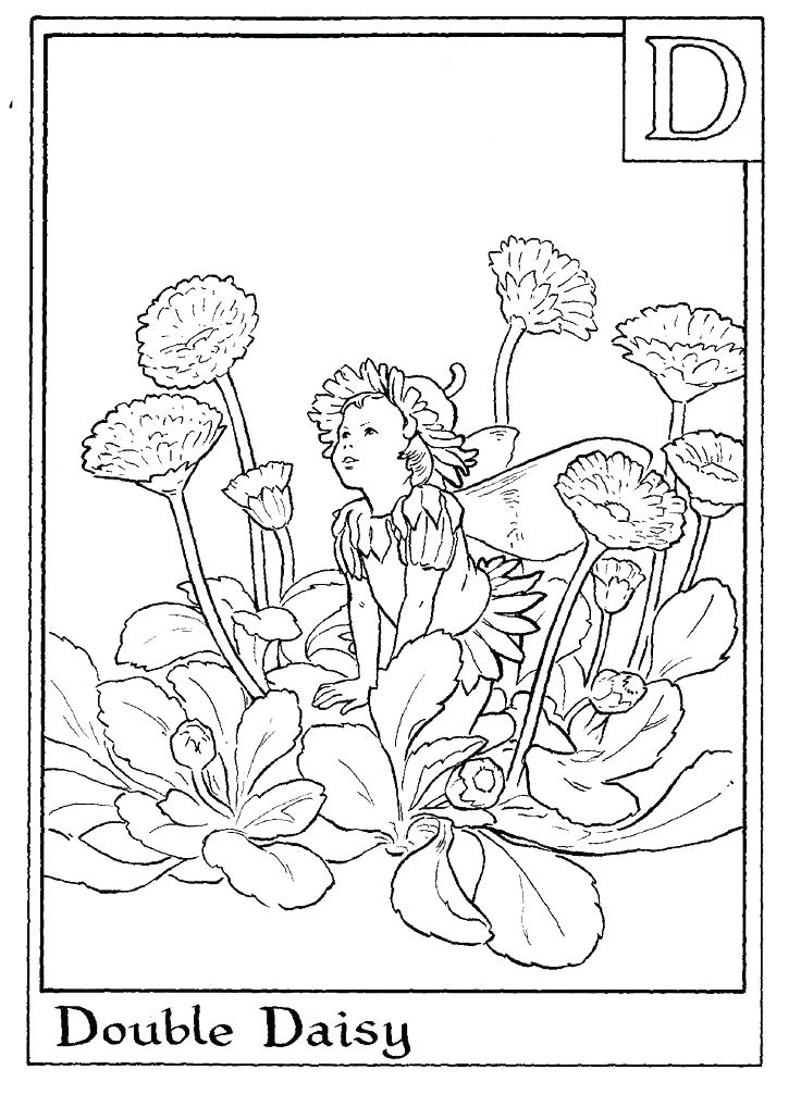 736x1018 Flower Fairies Coloring Pages