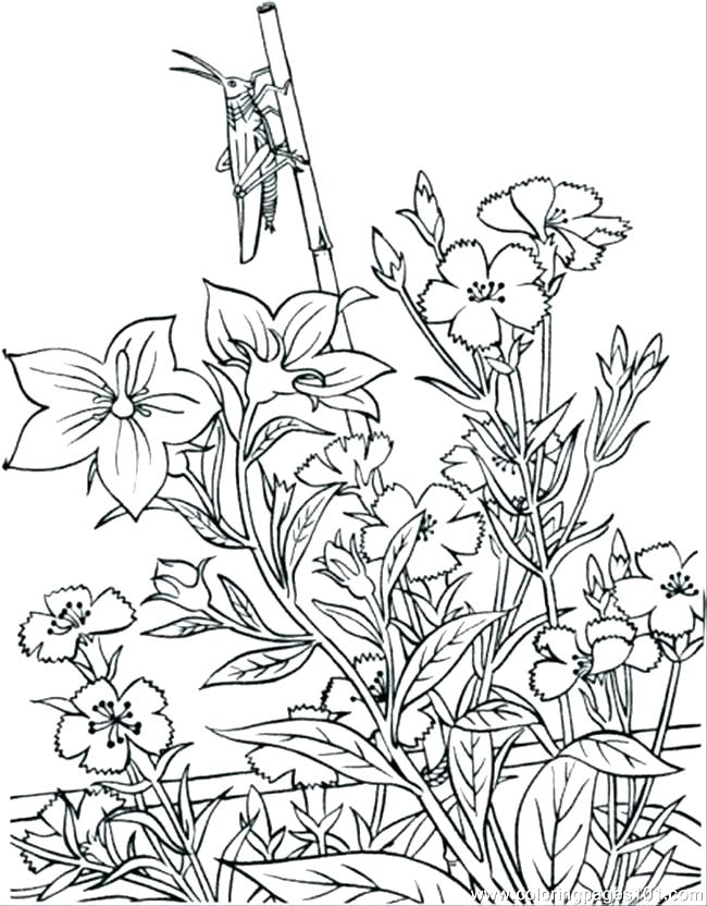650x832 Flower Garden Coloring Page Flower Garden Coloring Page Flower