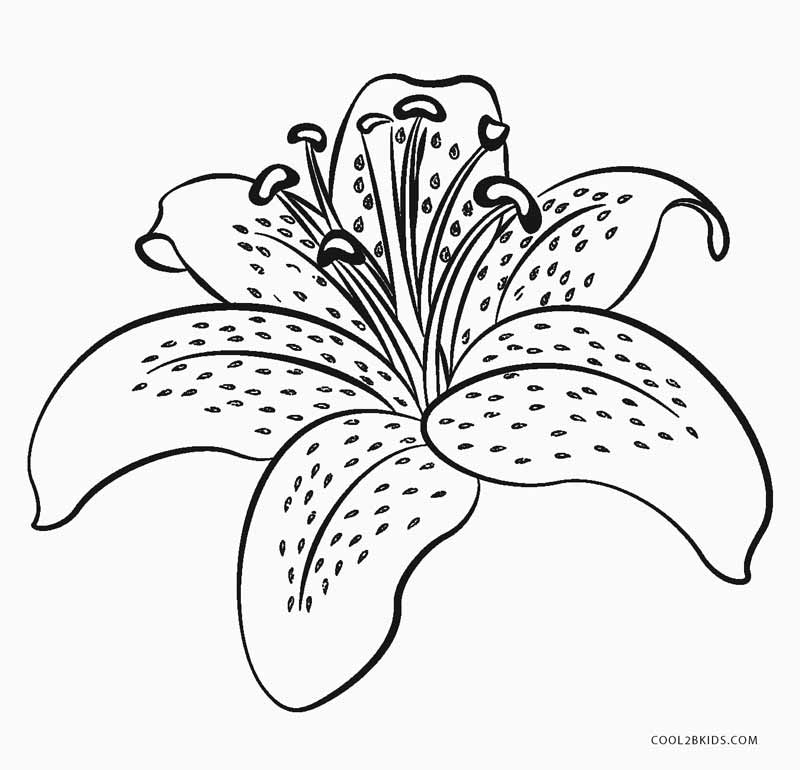 800x770 Free Printable Flower Coloring Pages For Kids Cool2bkids
