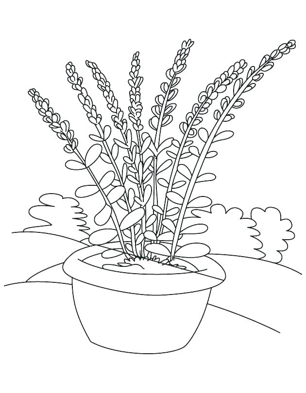630x810 Flower Pot Coloring Page