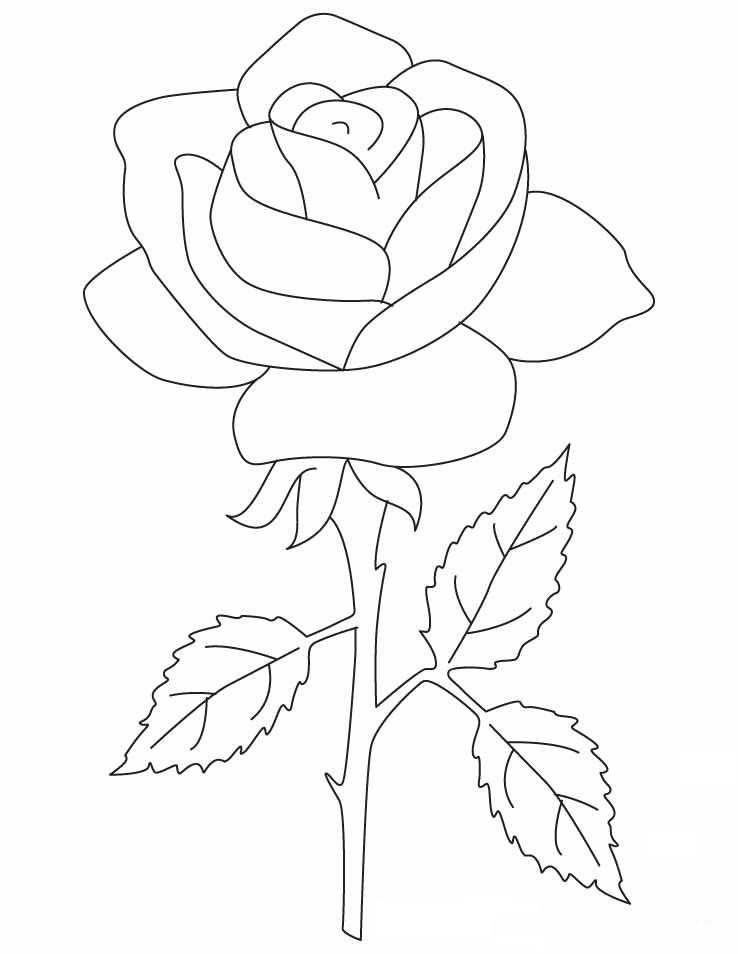 738x954 Rose Petals Flower Coloring Page