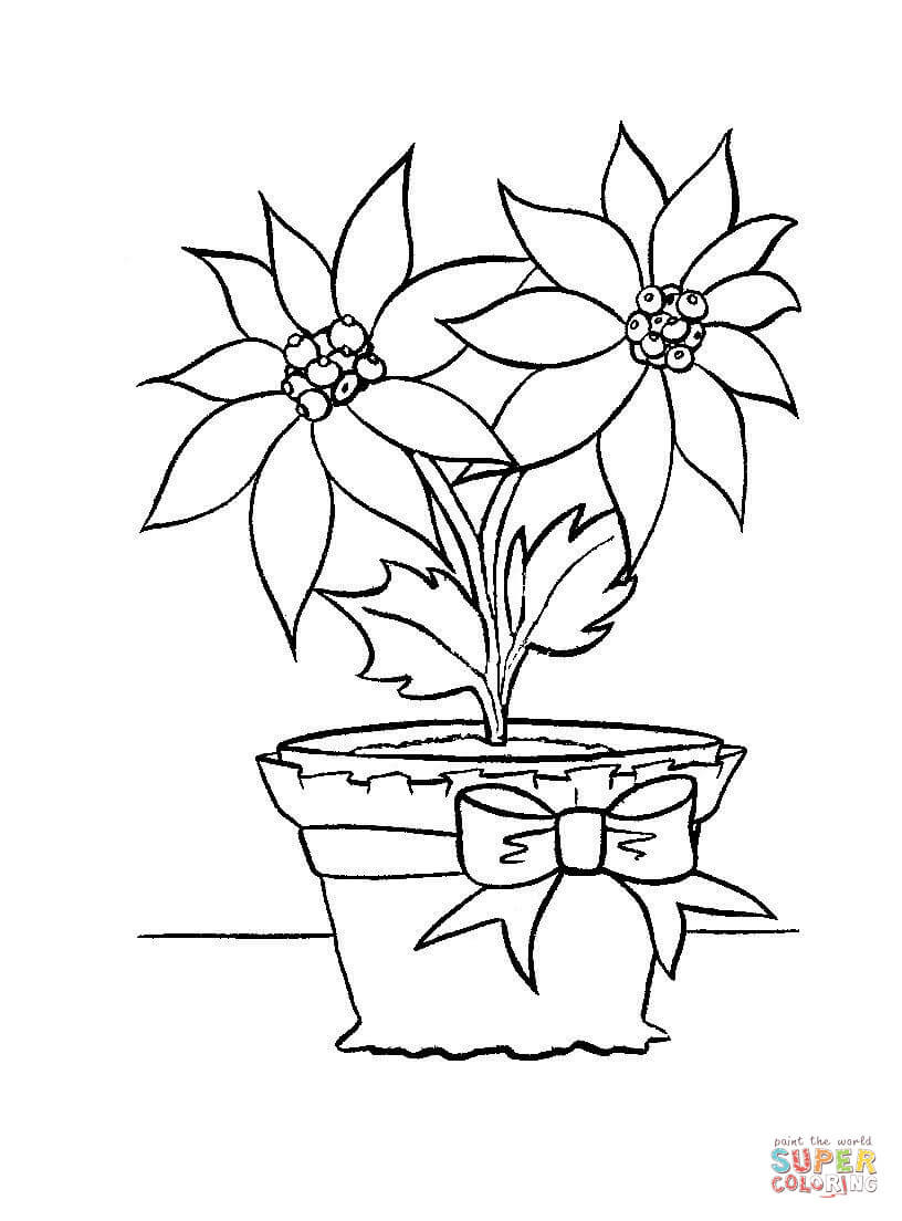 816x1104 Christmas Flower In A Pot Coloring Page Free Printable With Leaf