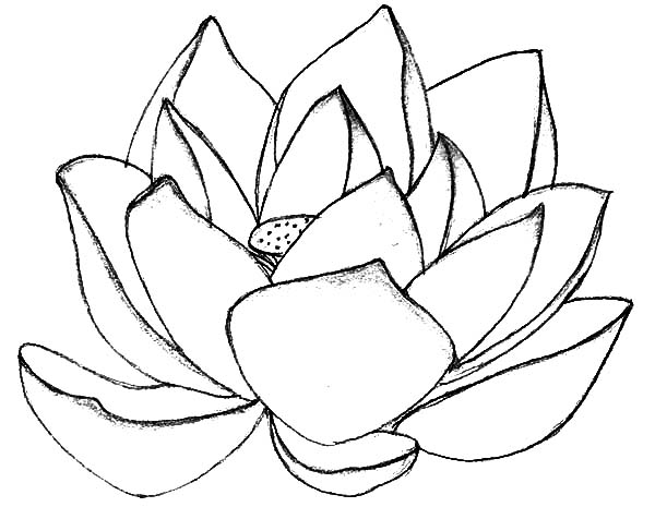 600x465 Pretentious Lotus Coloring Pages Flower Car Mandala Designs Elise