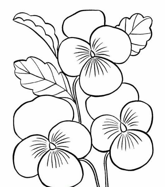 530x600 Coloring Pages For Kids Flowers Coloring Pages For Kids Flowers