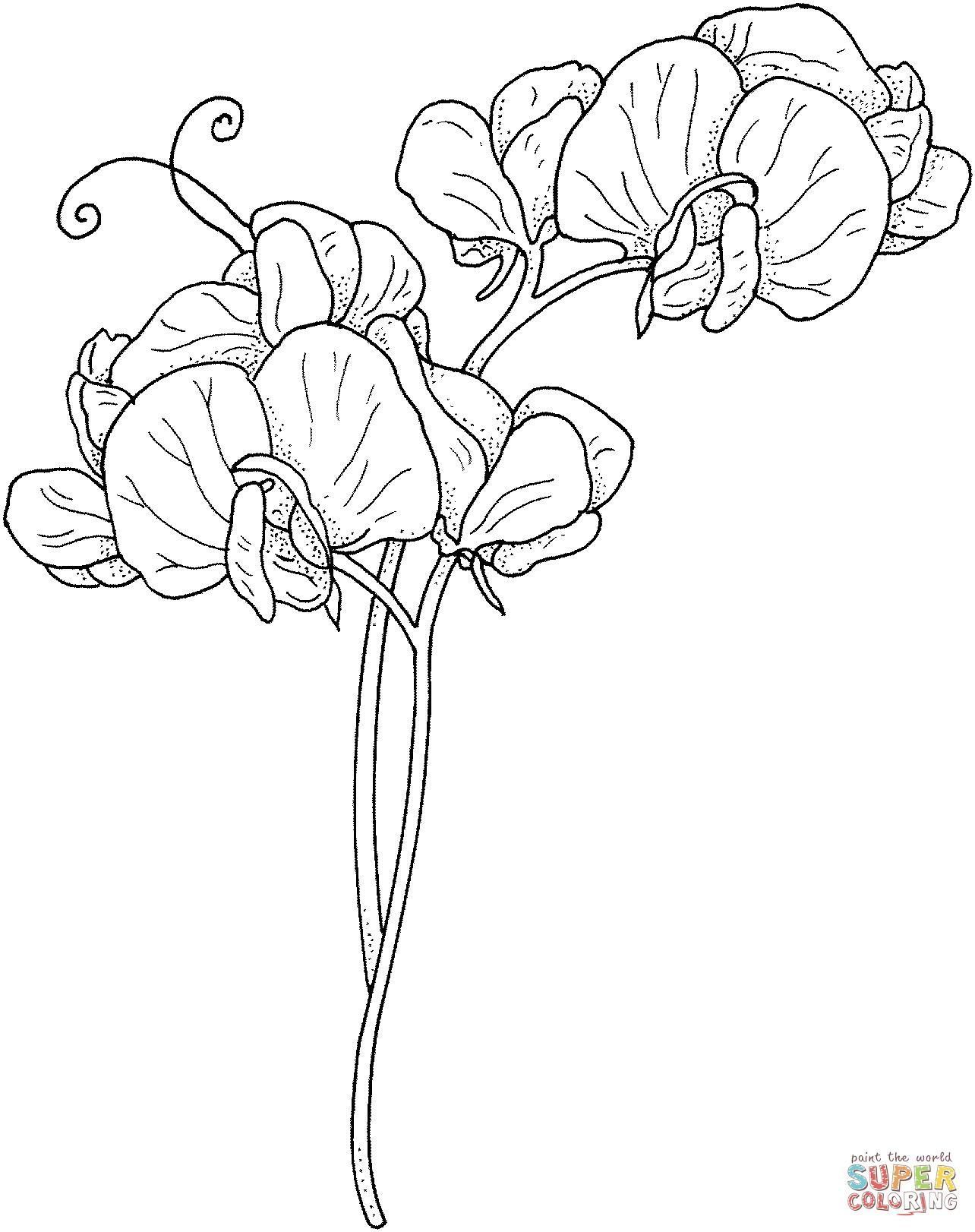 1284x1622 Flower Vines Coloring Pages Coloring Page Fun