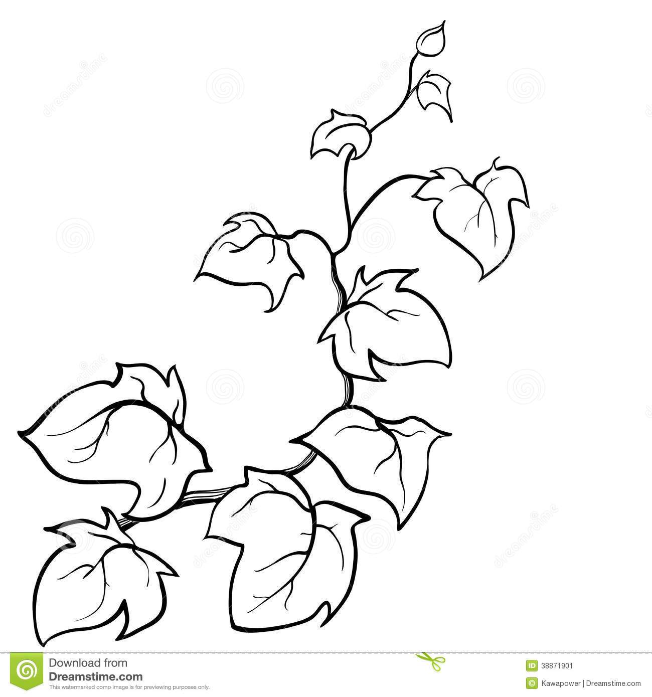 1300x1390 Best Drawn Jungle Ivy Vine Pencil And In Color For Flower Coloring