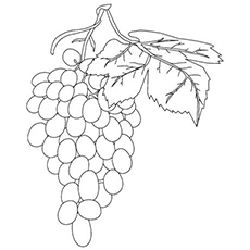 230x230 Top 25 Free Printable Lovely Grapes Coloring Pages Online