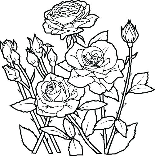 500x503 Free Printable Flowers Coloring Pages Yoschool.site