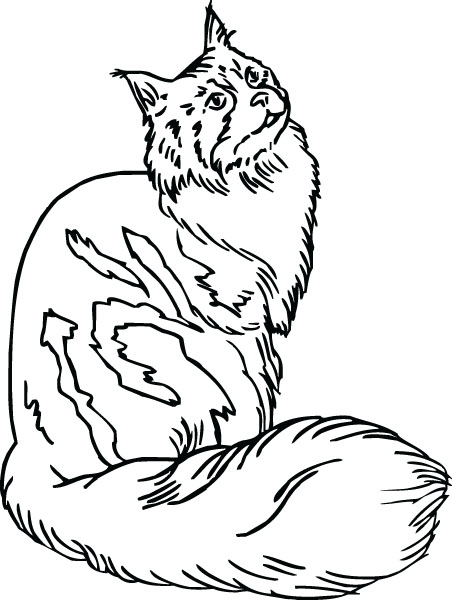 452x600 Maine Coon Clipart Fluffy Cat 3687299