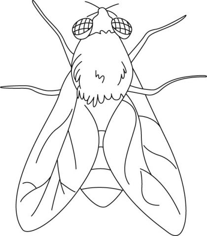 420x478 House Fly Coloring Pages Download Free House Fly Coloring Pages