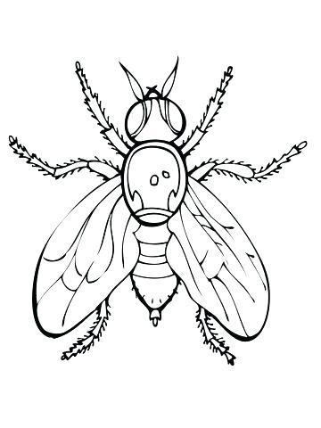 360x480 Fly Guy Coloring Pages Fly Coloring Page Click To See Printable