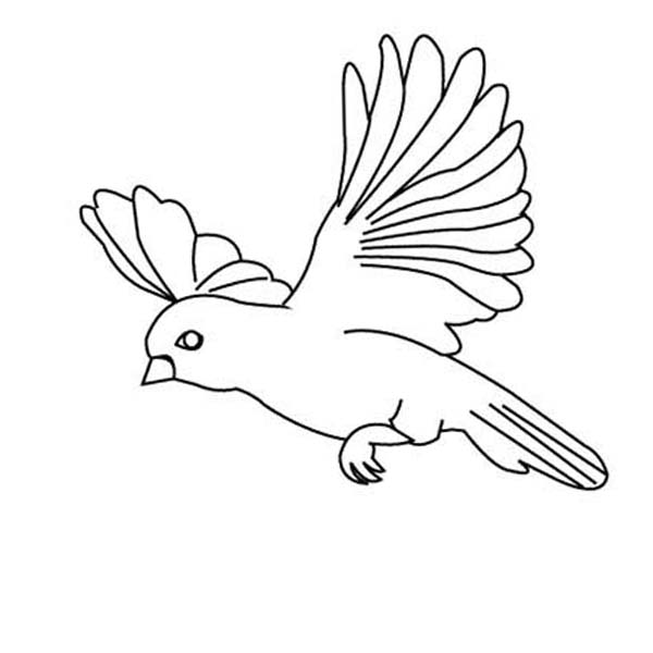 600x600 Flying Bird Coloring Pages