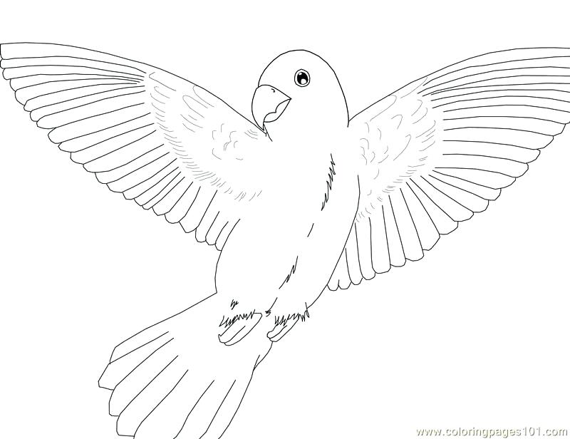 800x616 Flying Bird Coloring Sheets Parrot Pages Printable Free Page