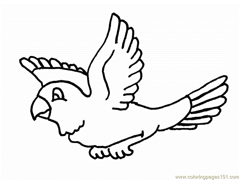 800x600 Flying Birds Coloring Pages For Kindergarten Color Zini Flying