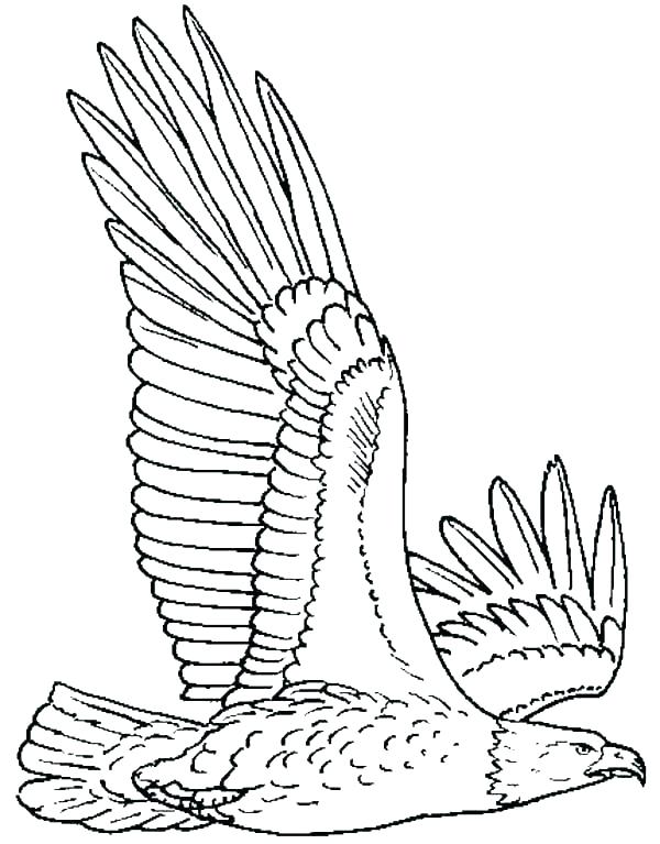 600x767 Coloring Pages Eagle Eagles Coloring Pictures Eagles Coloring