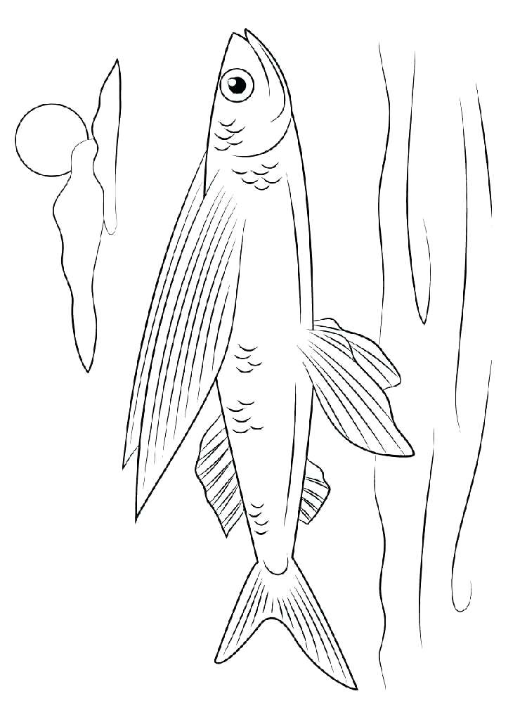 Flying Fish Coloring Page