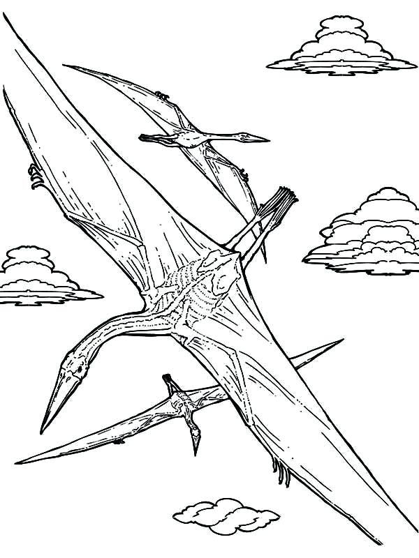600x800 Flying Fish Coloring Page Flying Coloring Page Flying Fish