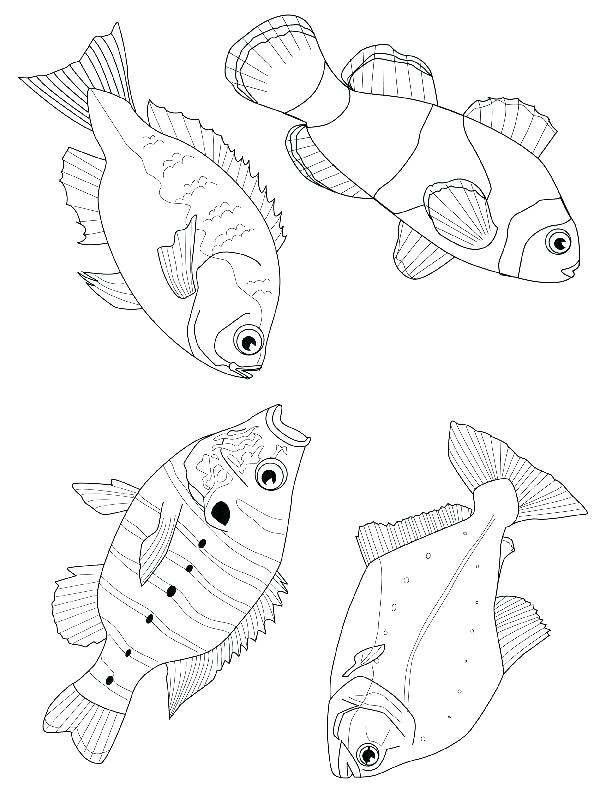 600x800 Flying Fish Coloring Page Flying Fish Coloring Pages 2 Coloring