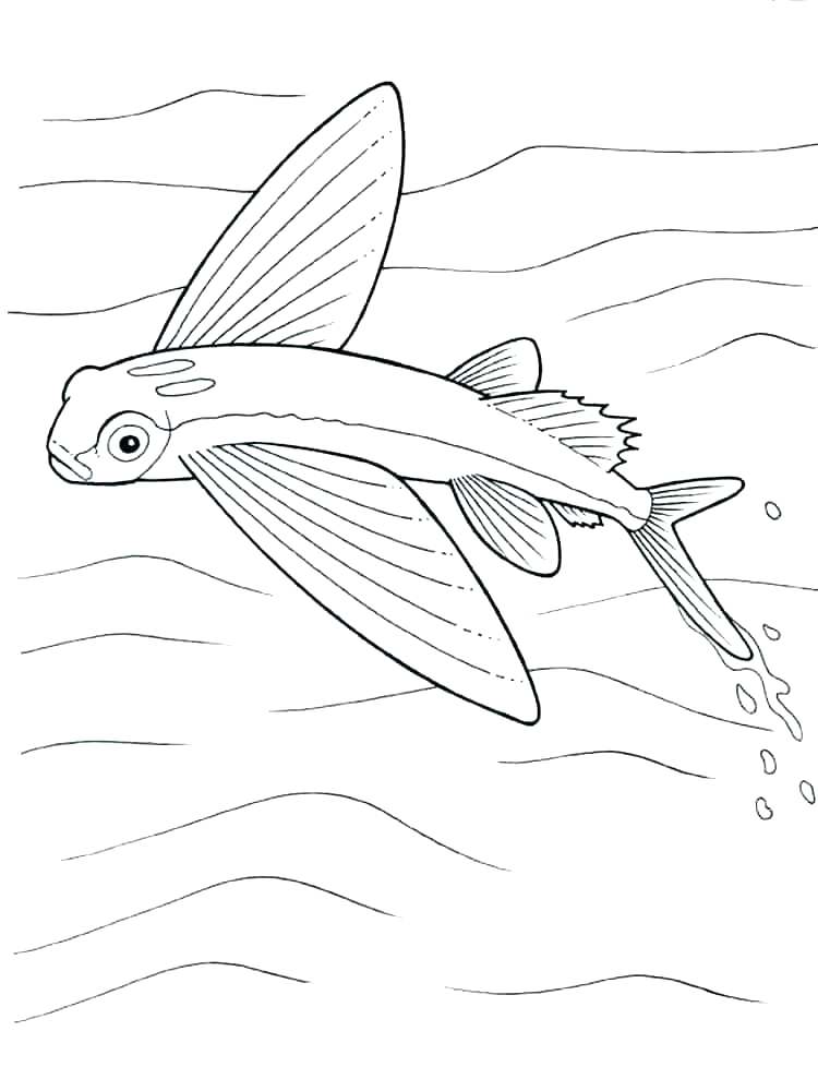 750x1000 Betta Fish Coloring Pages Printable Fish Coloring Pages Pictures