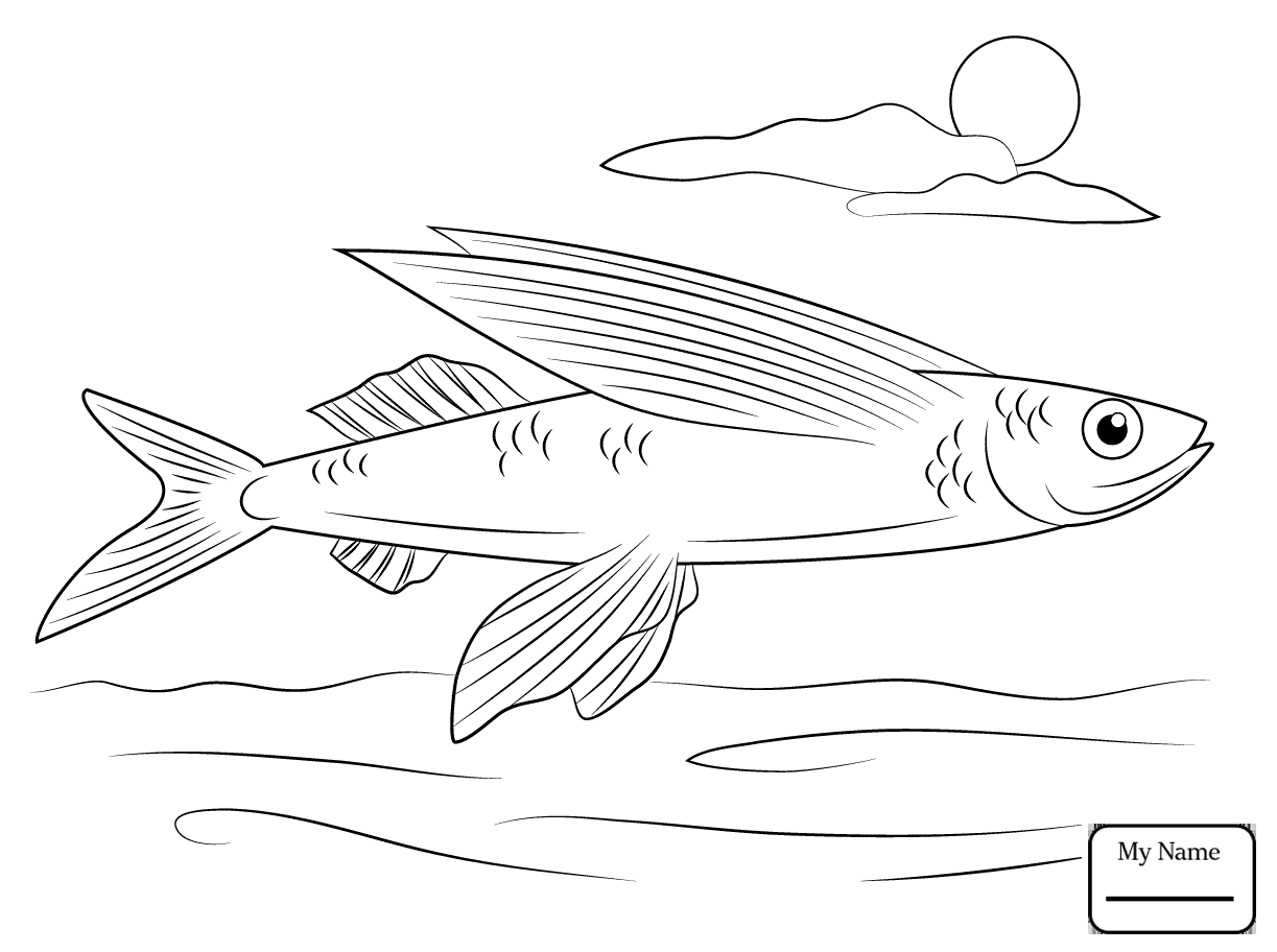 1223x912 Flying Fish Coloring Pages Printable Coloring For Kids 2018