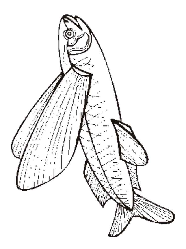 750x1000 Flying Fish Coloring Pages. Download And Print Flying Fish