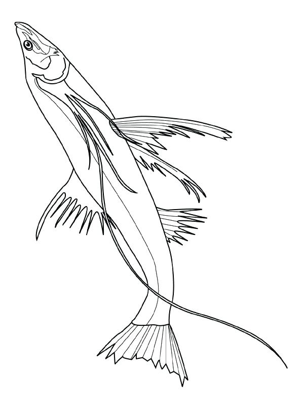 600x800 Fish Coloring Picture