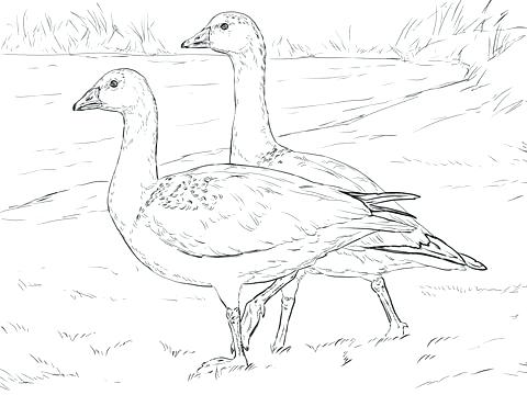 480x360 Coloring Pages Disney For Adults Baby Dinosaur Preschool Flying
