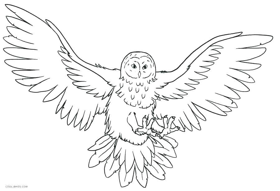 900x615 Coloring Pages Printable Animals Zoo Animal Coloring Pages