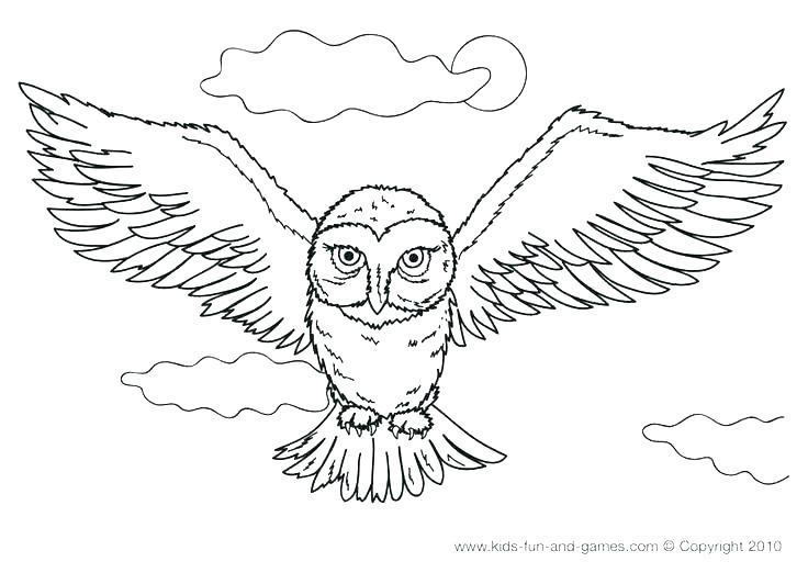 736x522 Owl Color Pages Owl Color Pages Snowy Owl Coloring Pages Snowy Owl