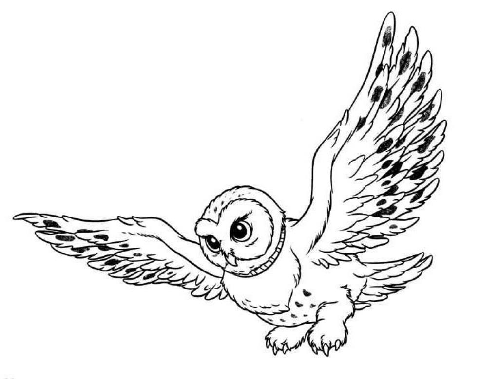 1024x779 Owl Coloring Pages Clipart Panda