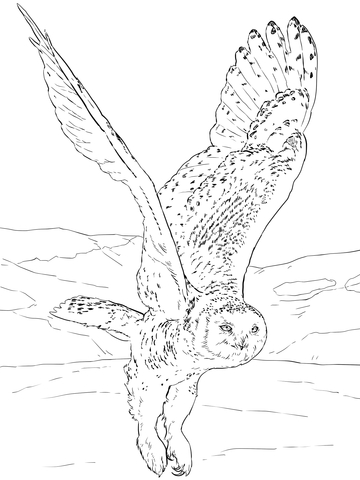 360x480 Snowy Owl After Flight Coloring Page