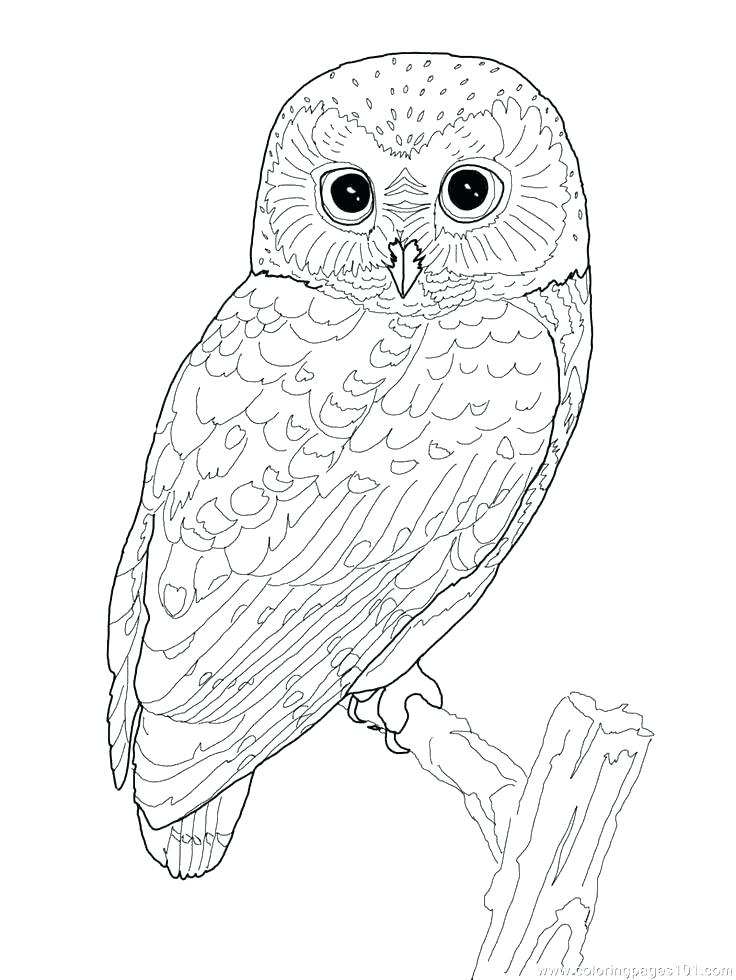 736x980 Owl Mandala Coloring Pages For Adults