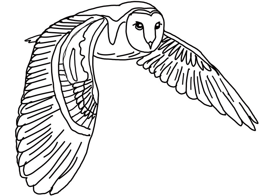 856x635 Best Flying Owl Coloring Pages Free 1072 Printable