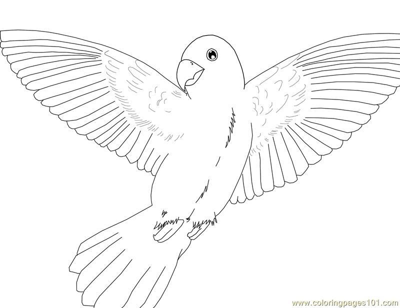 800x616 Parrot Coloring Pages