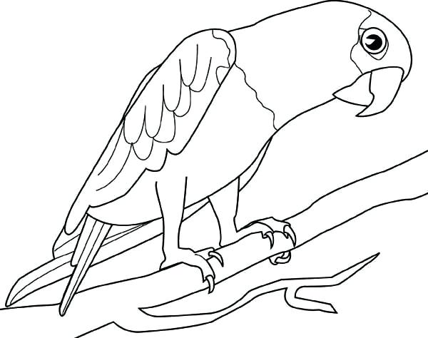 600x474 Parrot Coloring Pages Big Parrot Coloring Page Flying Parrot