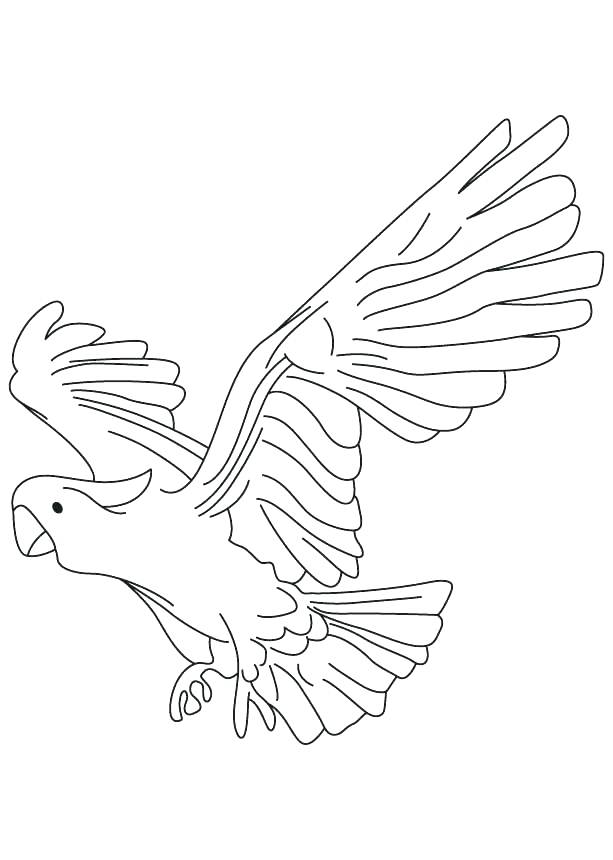 613x860 Parrot Coloring Pages Hook Pirate And His Parrot Coloring Pages