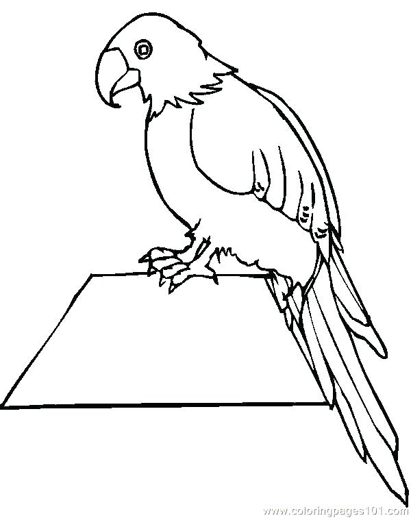 600x756 Parrot Coloring Pages Parrot Coloring Page Parrots Coloring Pages