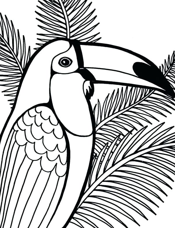 600x781 Parrot Coloring Pages Parrot On Coconut Tree Coloring Page Flying