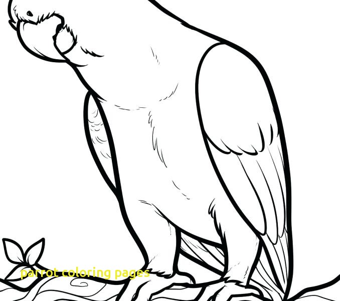 678x600 Parrot Coloring Pages With Free Printable Parrot Coloring Pages