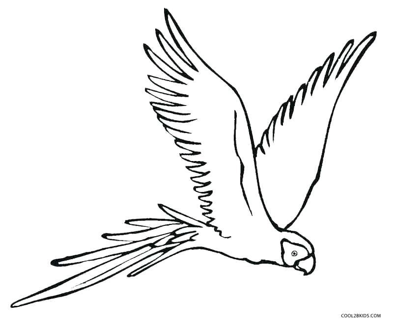 800x662 Parrot Coloring Page Impair.co