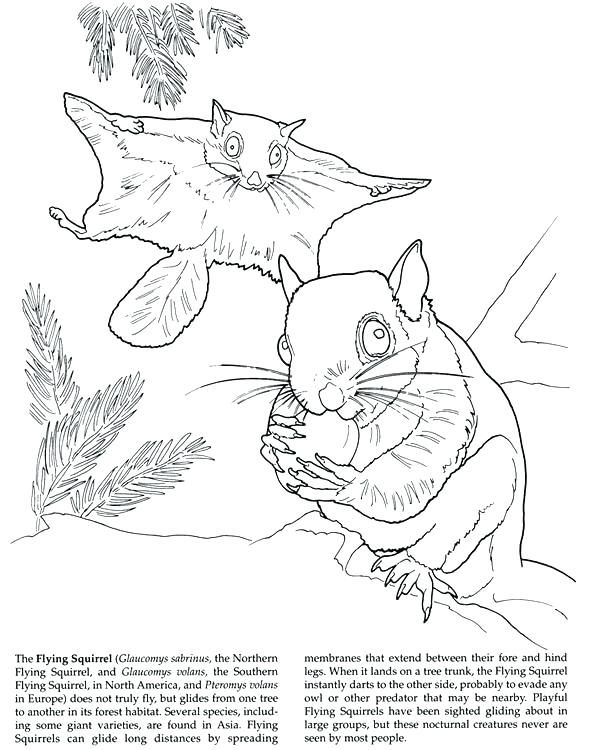 591x750 Flying Squirrel Coloring Page Drawn Squirrel Coloring Page 2