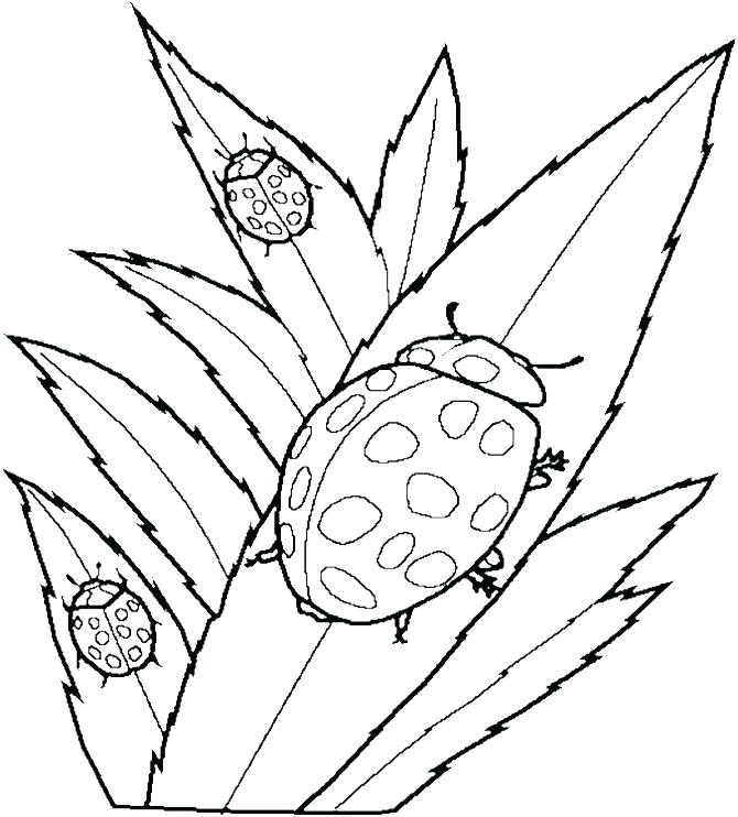 670x742 Flying Squirrel Coloring Page Terrific Cute Ladybug Pages Print