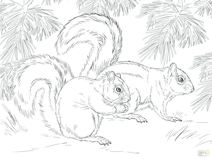 728x546 Squirrel Coloring Page Grey Squirrel Coloring Page Flying Squirrel