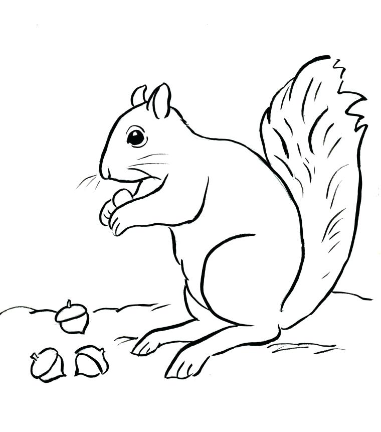 760x861 Squirrel Coloring Page Squirrel Coloring Page Flying Squirrel