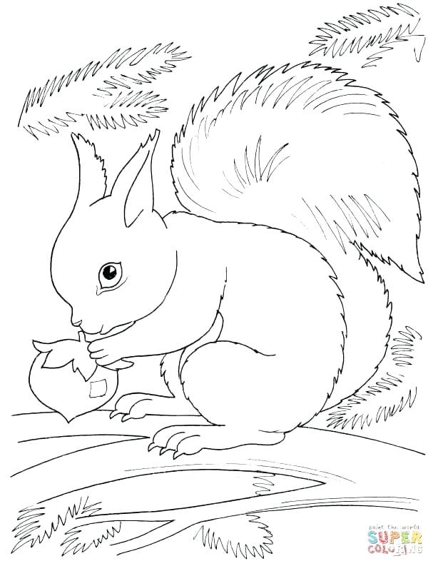 614x800 Squirrel Coloring Page Squirrel Eating Nut Flying Squirrel