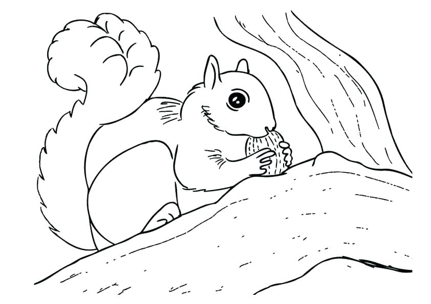 842x595 Squirrel Coloring Pages Squirrel Coloring Pages Flying Squirrel