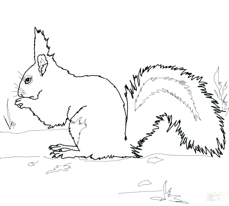 728x655 Squirrel Pattern Printable Squirrel Coloring Page Pencil And