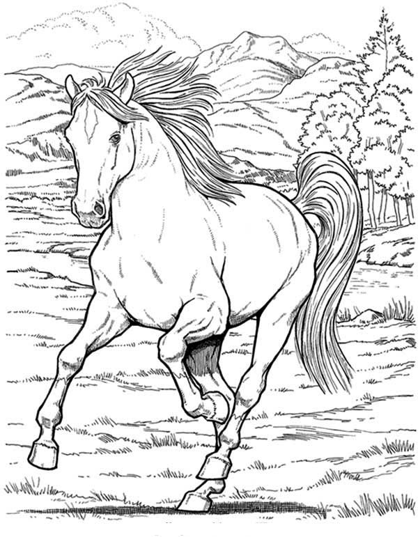 Foal Coloring Pages