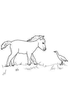 262x350 Colouring Pictures Of Horses And Foals Cute Running Foal Coloring