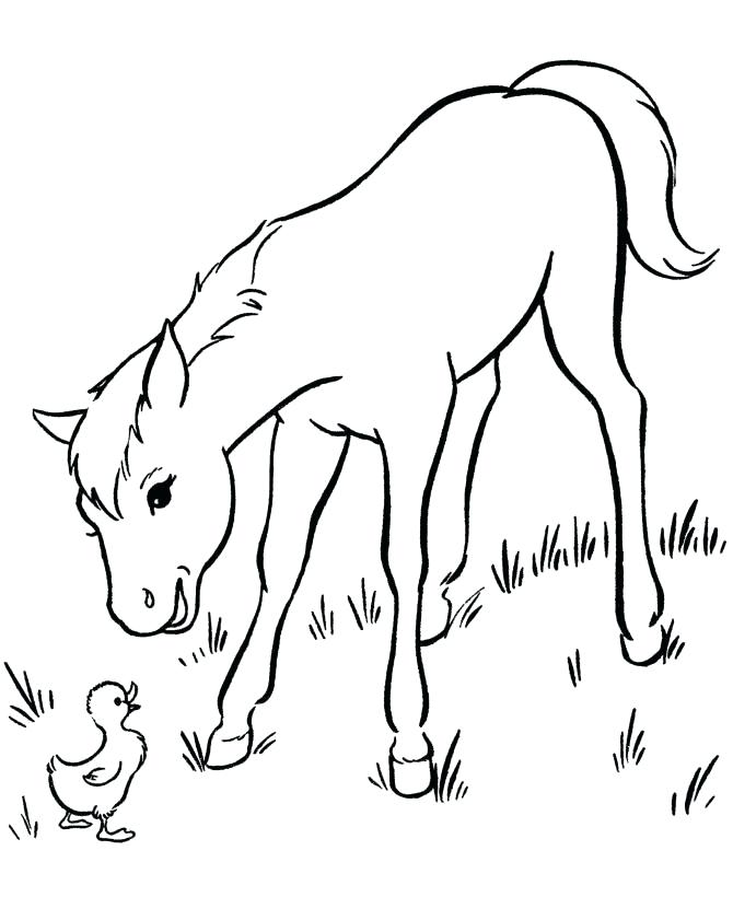 670x820 Mother Horse And Foal Coloring Pages